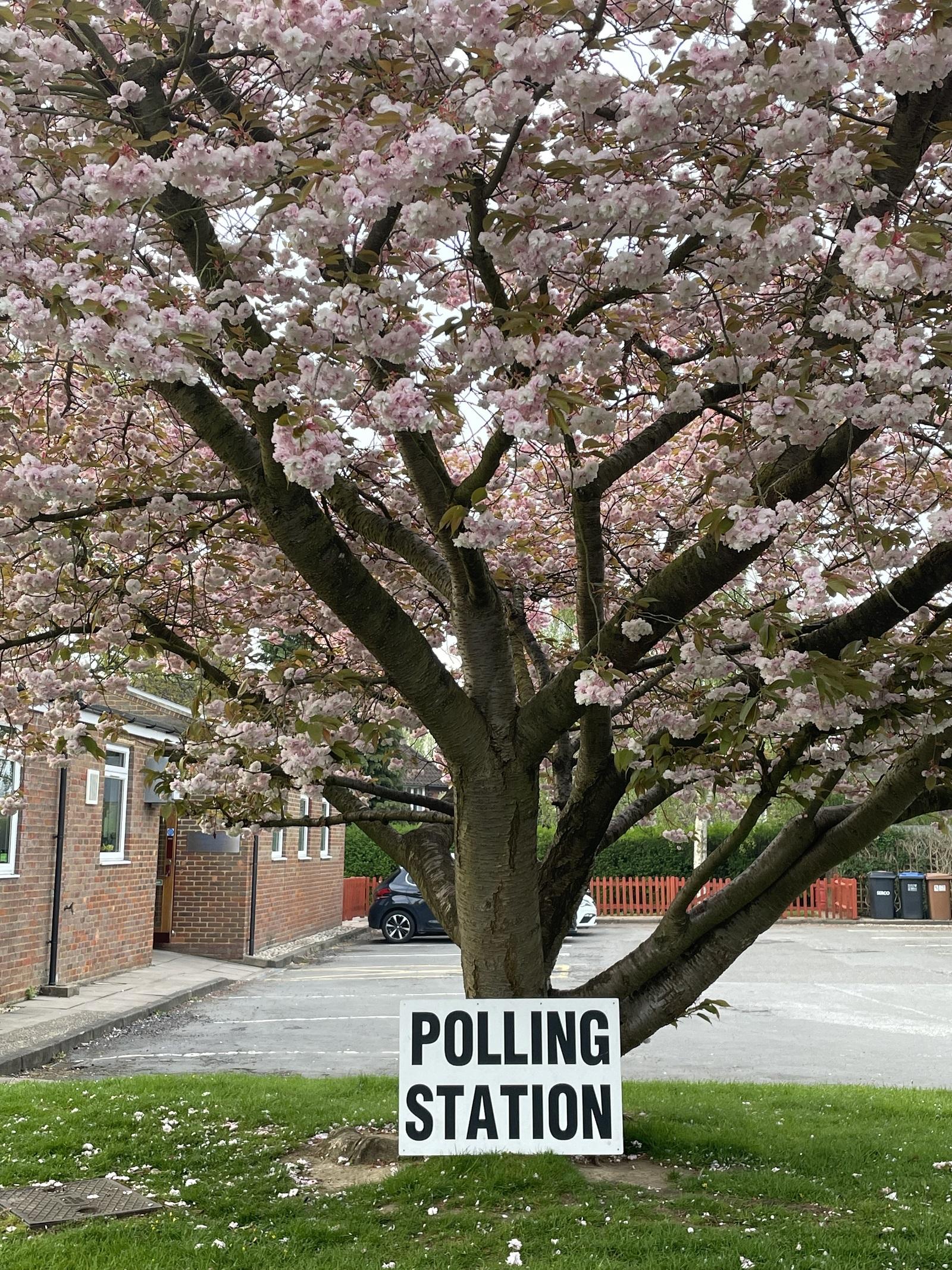 cherry blossom tree with a polling station sign in front of it