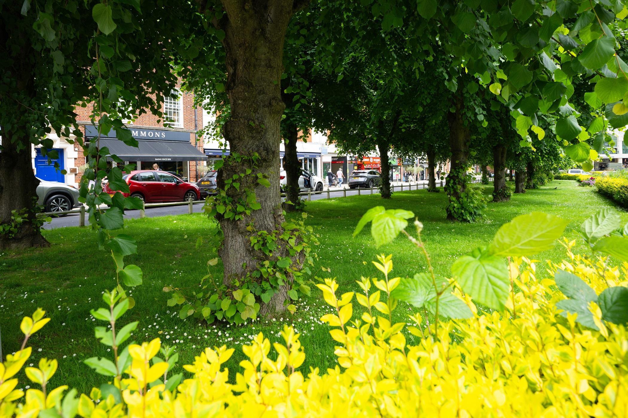 Yellow plants in WGC with cars in the background