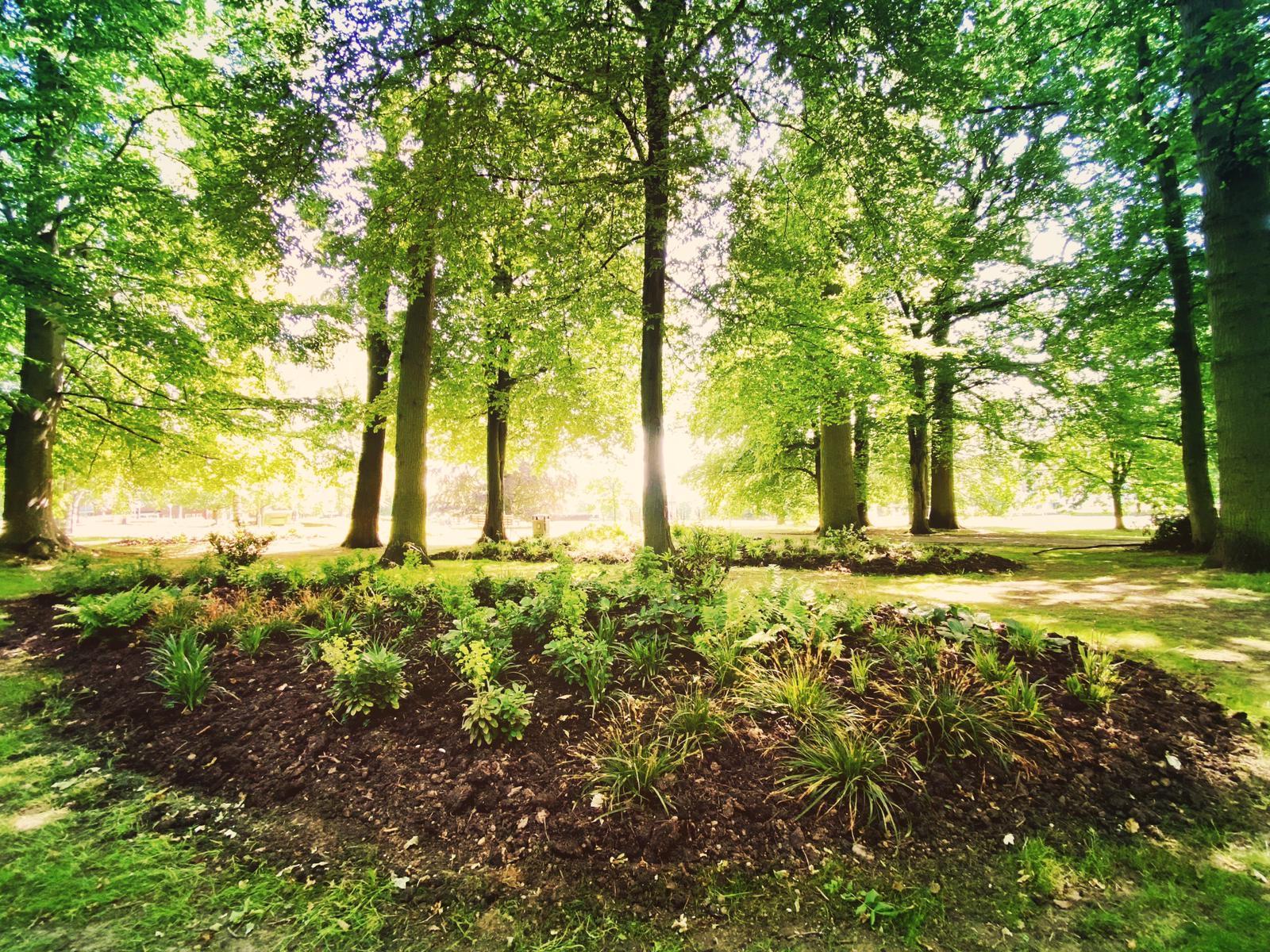 Trees in woodland with sunlight behind them